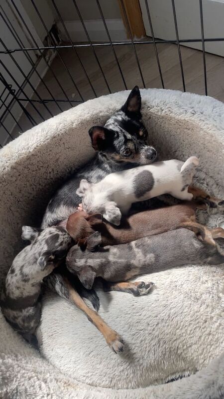 Chihuahua puppies for sale in Chaddesden, Derbyshire – 9 weeks old