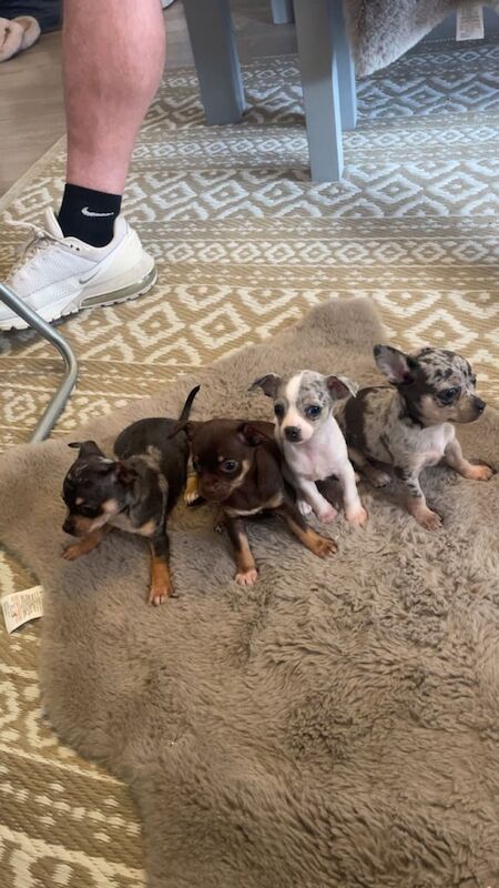 Chihuahua puppies for sale in Chaddesden, Derbyshire – 9 weeks old - Image 2 of 3