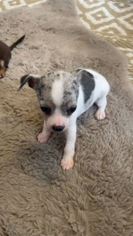 Chihuahua puppies for sale in Chaddesden, Derbyshire – 9 weeks old - Image 3 of 3