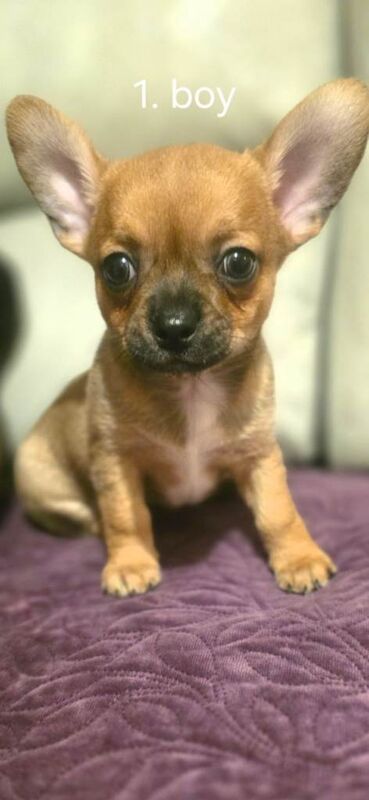 Chihuahua Puppies For Sale Under £1,000