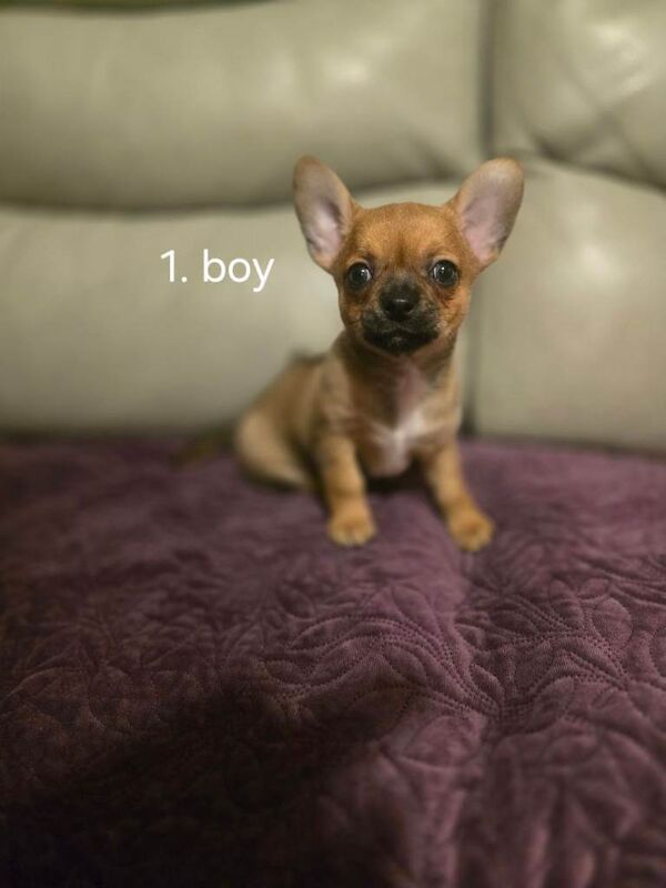 Chihuahua puppies for sale in Redditch, Worcestershire – 6 weeks old - Image 2 of 3
