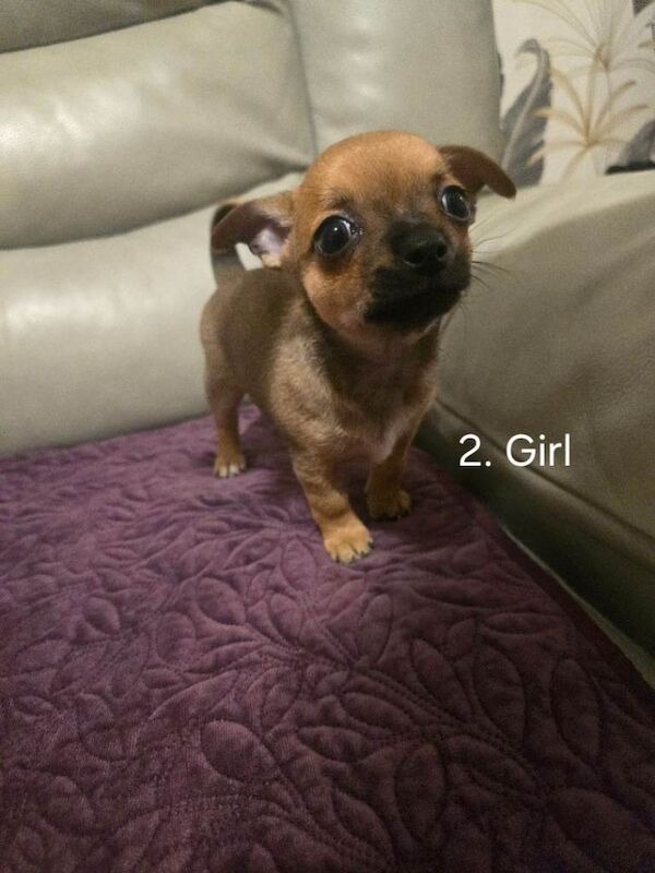 Chihuahua puppies for sale in Redditch, Worcestershire – 6 weeks old - Image 3 of 3