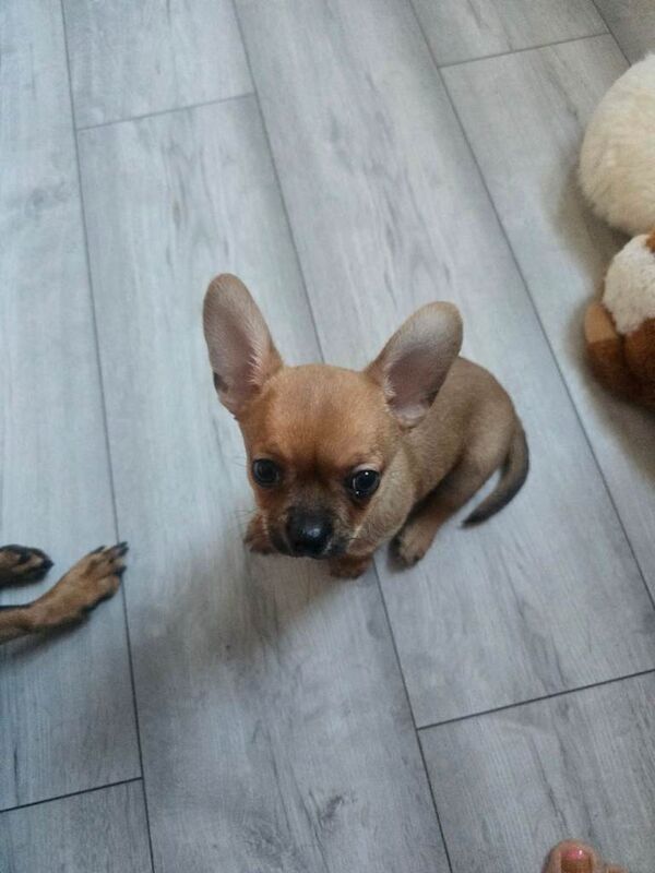 Chihuahua Puppies For Sale Under £1,000