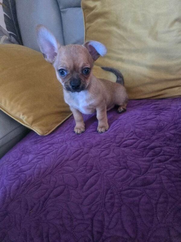 Chihuahua puppies for sale in Redditch, Worcestershire β 9 weeks old - Image 2 of 6