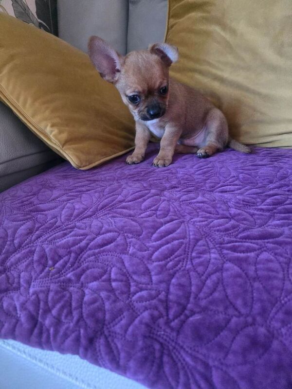Chihuahua puppies for sale in Redditch, Worcestershire β 9 weeks old - Image 3 of 6