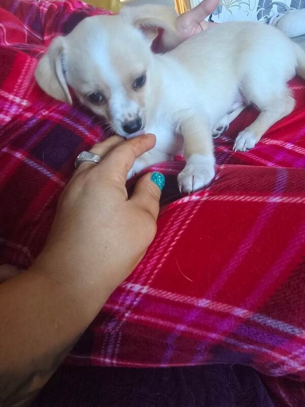 Chihuahua puppies for sale in Redditch, Worcestershire β 9 weeks old - Image 4 of 6