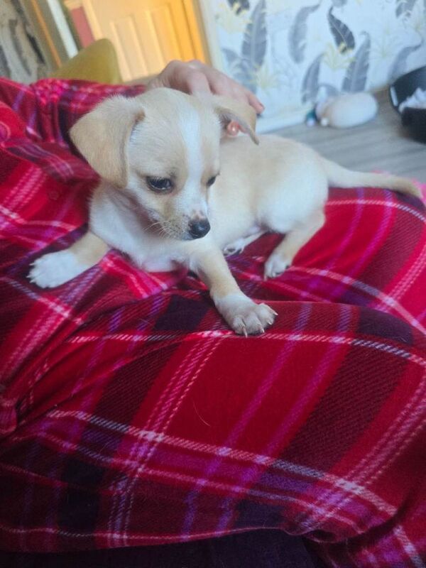Chihuahua puppies for sale in Redditch, Worcestershire β 9 weeks old - Image 5 of 6
