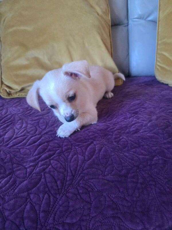 Chihuahua puppies for sale in Redditch, Worcestershire β 9 weeks old - Image 6 of 6