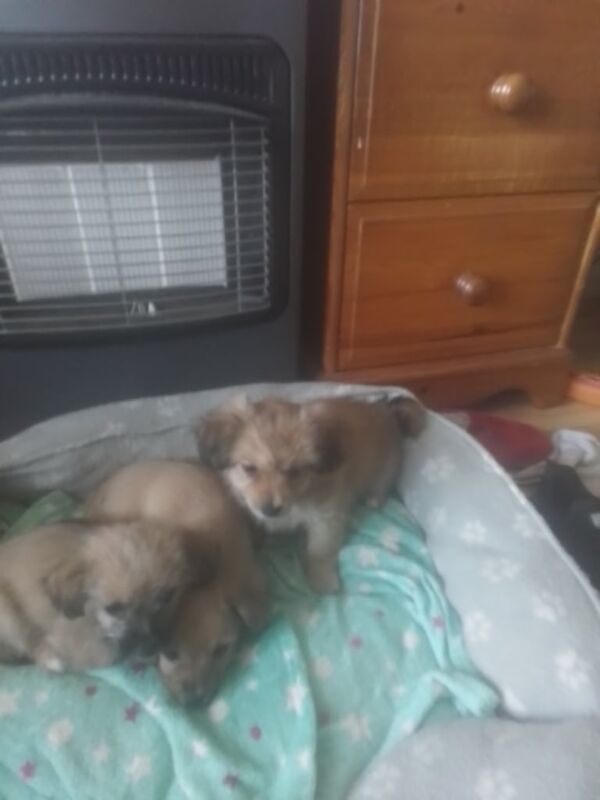 Chihuahua puppies for sale in Lurgan, County Armagh – 11 weeks old