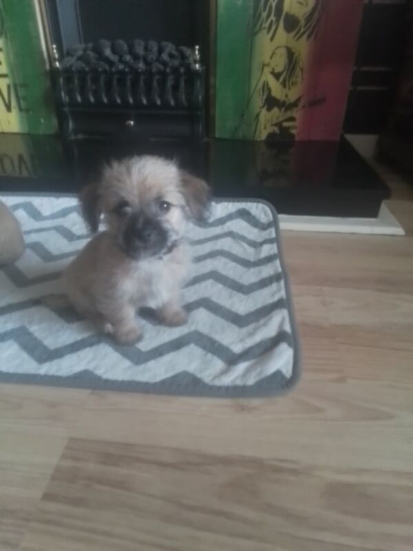 Chihuahua puppies for sale in Lurgan, County Armagh – 11 weeks old - Image 2 of 3