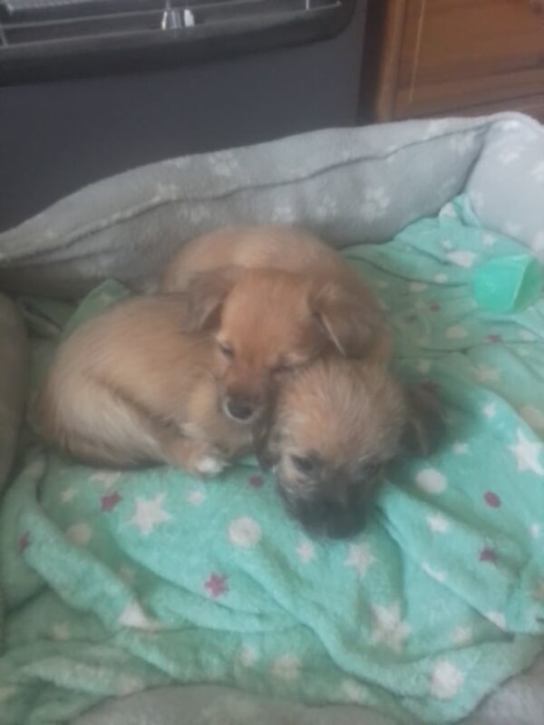 Chihuahua puppies for sale in Lurgan, County Armagh – 11 weeks old - Image 3 of 3