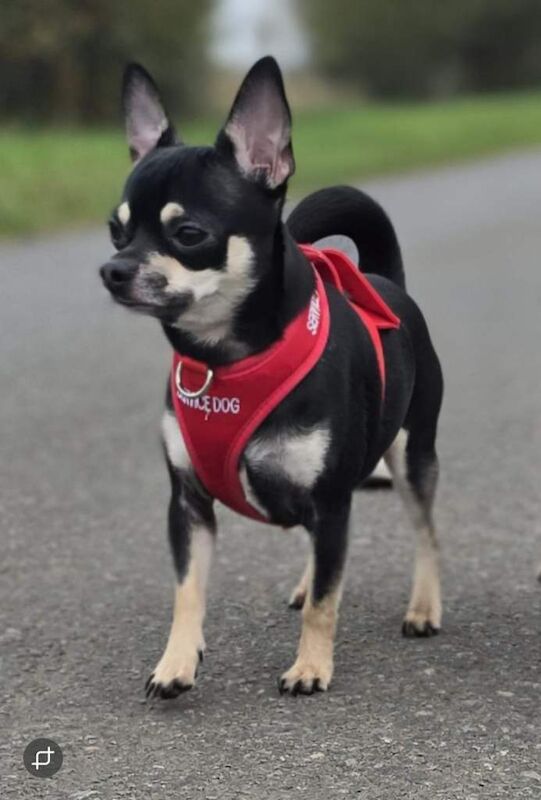 Chihuahua puppies for sale in Tranent, East Lothian – 2 years old