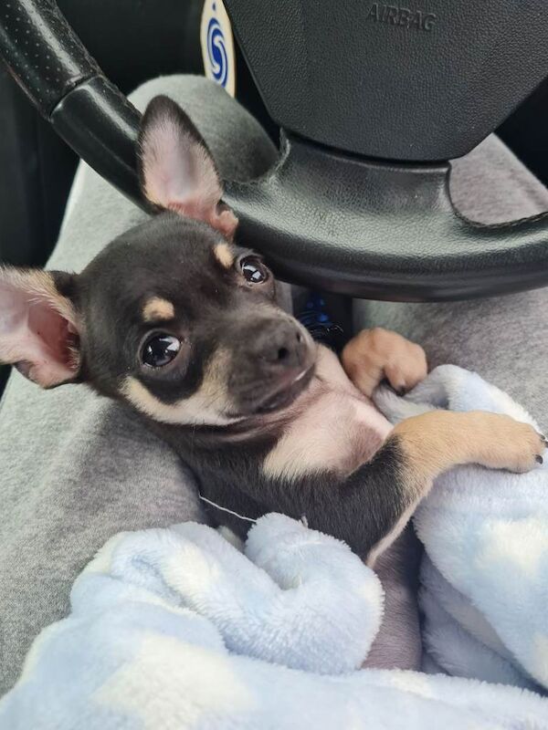 Chihuahua puppies for sale in Tranent, East Lothian – 2 years old - Image 2 of 6