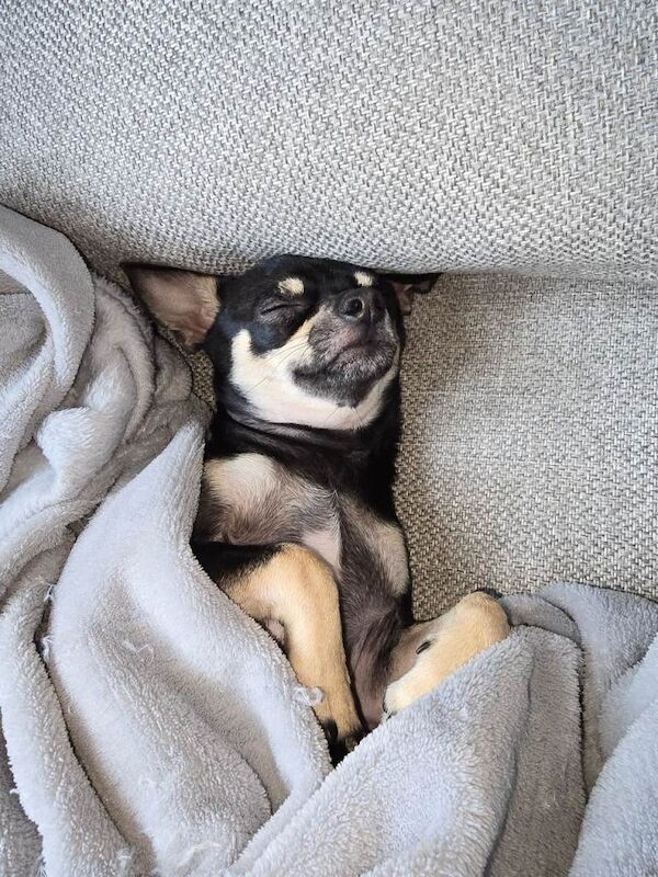 Chihuahua puppies for sale in Tranent, East Lothian – 2 years old - Image 3 of 6