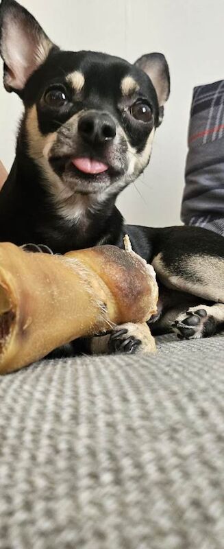Chihuahua puppies for sale in Tranent, East Lothian – 2 years old - Image 4 of 6