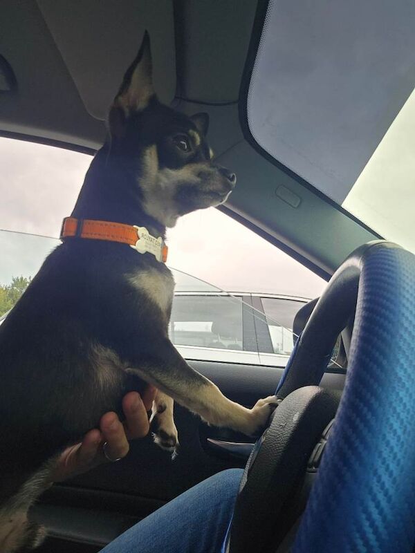 Chihuahua puppies for sale in Tranent, East Lothian – 2 years old - Image 5 of 6