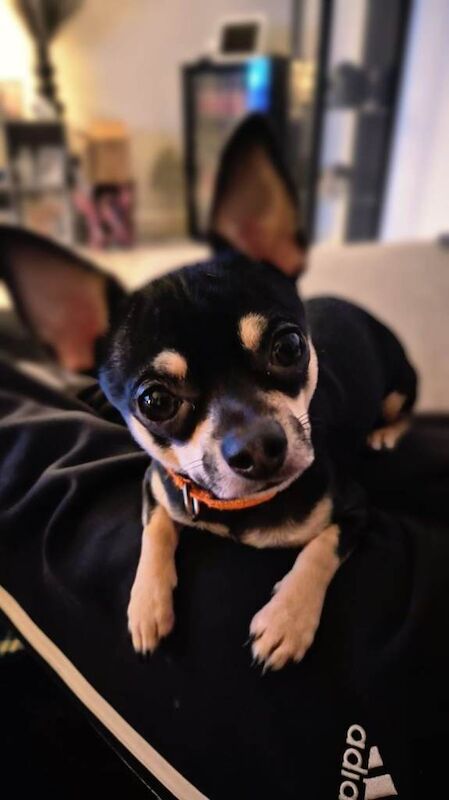 Chihuahua puppies for sale in Tranent, East Lothian – 2 years old - Image 6 of 6