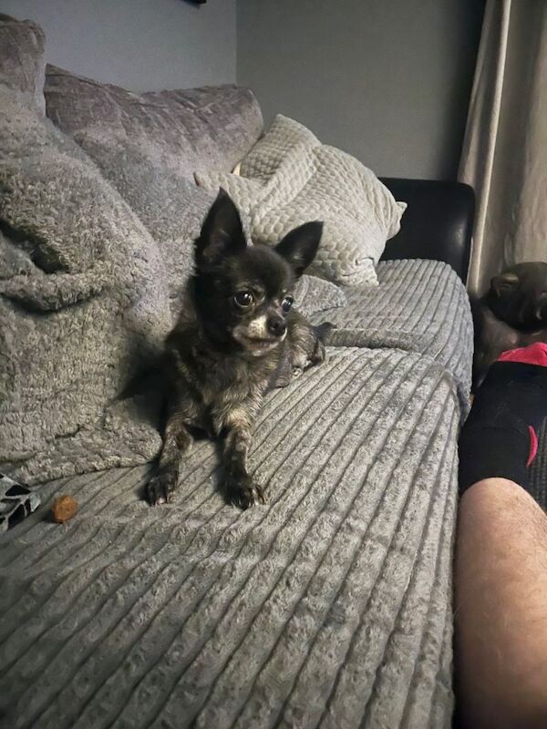 Chihuahua puppies for sale in Mevagissey, Cornwall – 10 years old