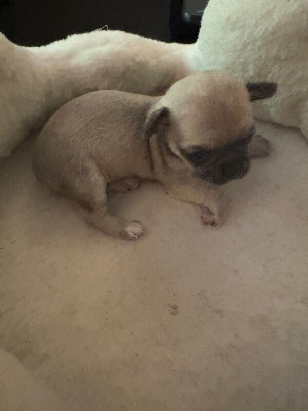 Chihuahua puppies for sale in Sheerness, Kent – 5 weeks old - Image 2 of 3