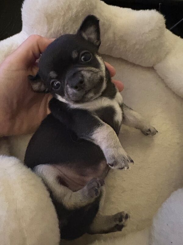 Chihuahua puppies for sale in Sheerness, Kent – 5 weeks old - Image 3 of 3