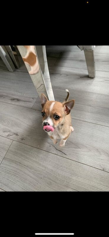 chihuahua pup for sale in Stevenston, Ayrshire and Arran - Image 1
