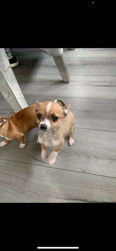 chihuahua pup for sale in Stevenston, Ayrshire and Arran - Image 2