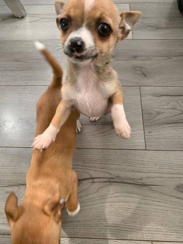 chihuahua pup for sale in Stevenston, Ayrshire and Arran - Image 3
