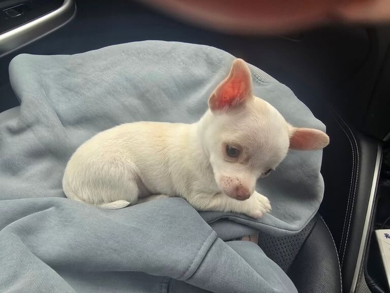 Chihuahua puppies for sale in Forest Row, East Sussex – 9 weeks old