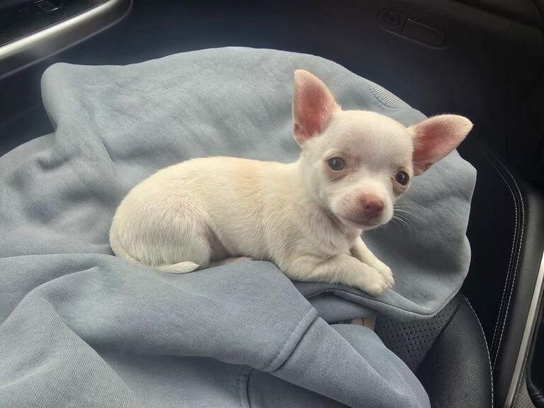 Chihuahua puppies for sale in Forest Row, East Sussex – 9 weeks old - Image 2 of 3