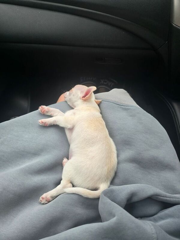 Chihuahua puppies for sale in Forest Row, East Sussex – 9 weeks old - Image 3 of 3