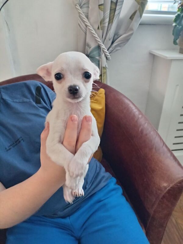 Chihuahua puppies for sale in Magherafelt, County Londonderry – 11 weeks old