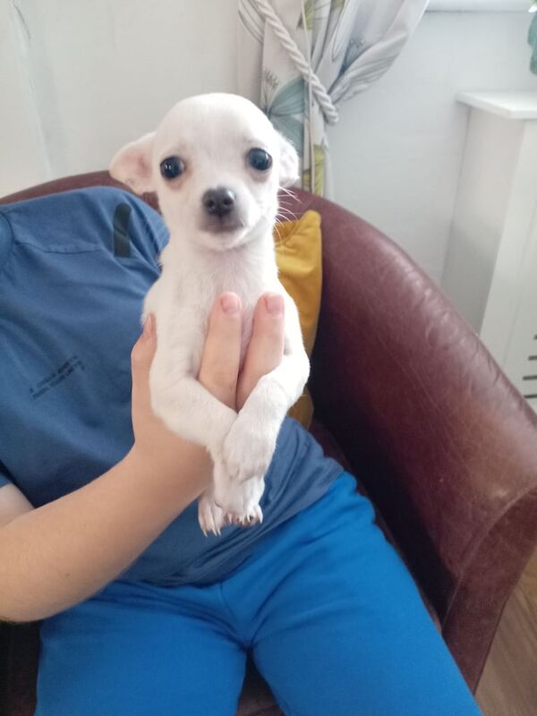 Chihuahua puppies for sale in Magherafelt, County Londonderry – 11 weeks old - Image 2 of 4