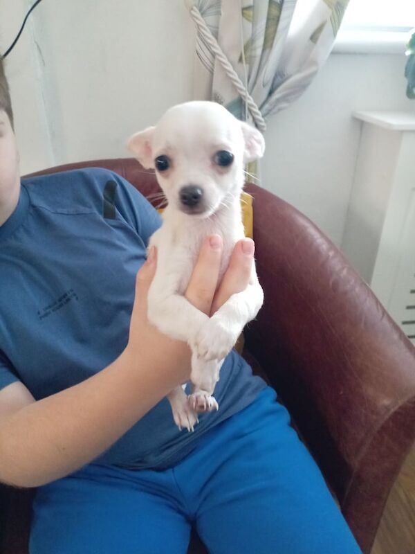 Chihuahua puppies for sale in Magherafelt, County Londonderry – 11 weeks old - Image 3 of 4