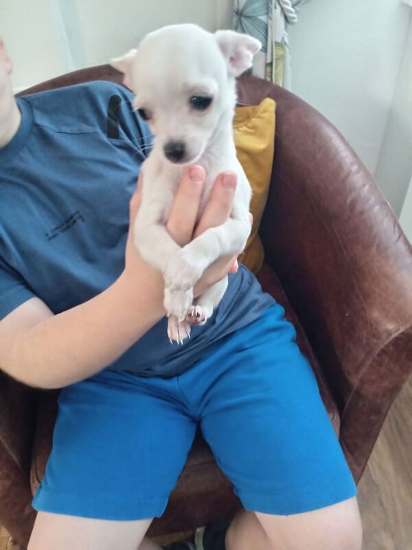 Chihuahua puppies for sale in Magherafelt, County Londonderry – 11 weeks old - Image 4 of 4
