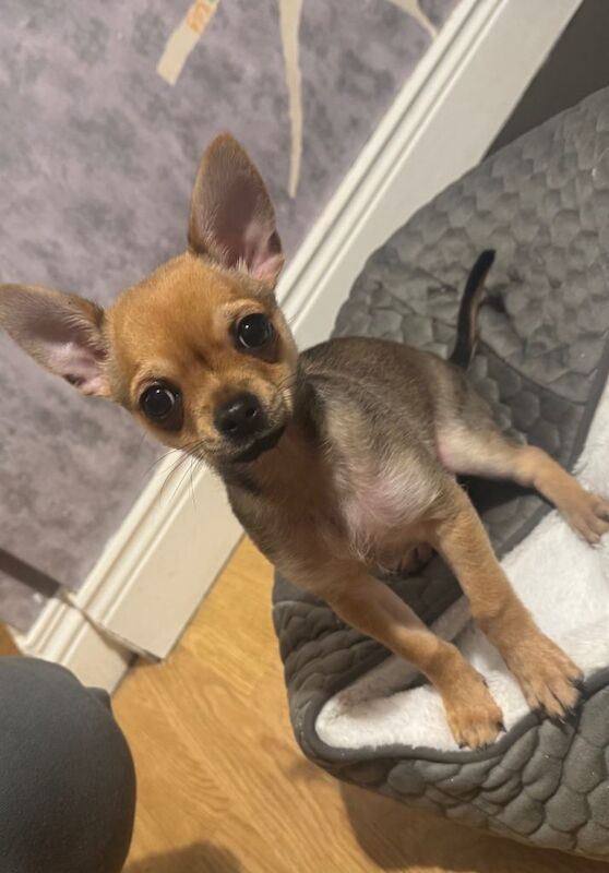 Chihuahua puppies for sale in Newtownards, County Down – 3 months old