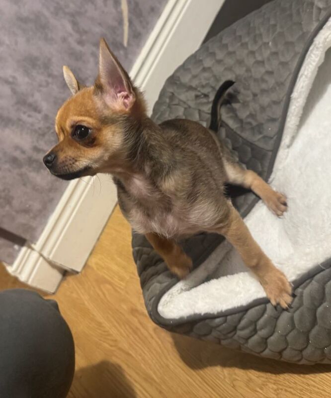 Chihuahua puppies for sale in Newtownards, County Down – 3 months old - Image 2 of 3