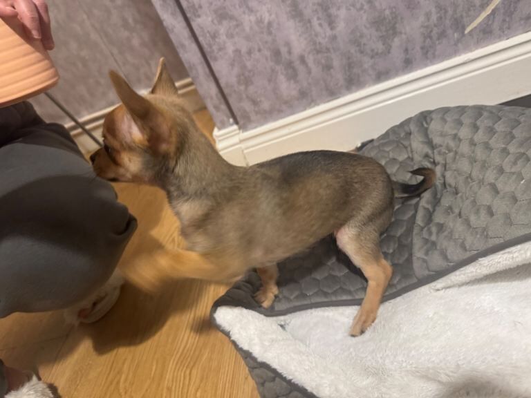 Chihuahua puppies for sale in Newtownards, County Down – 3 months old - Image 3 of 3