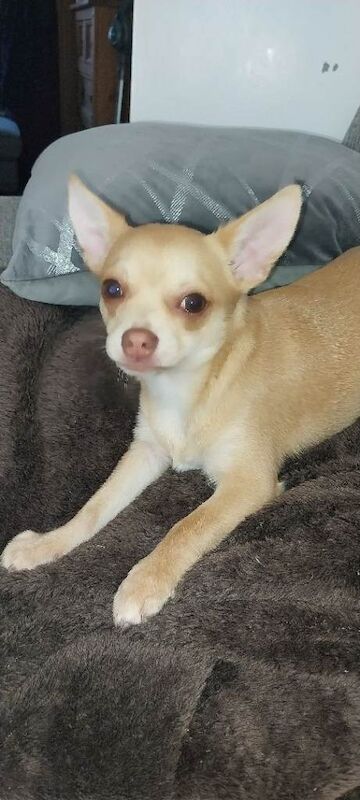 Chihuahua pup