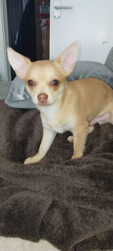 Chihuahua pup - Image 2 of 3