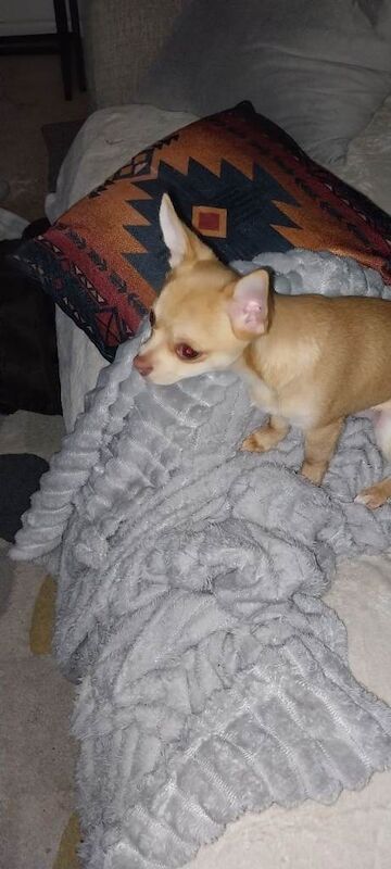 Chihuahua pup - Image 3 of 3