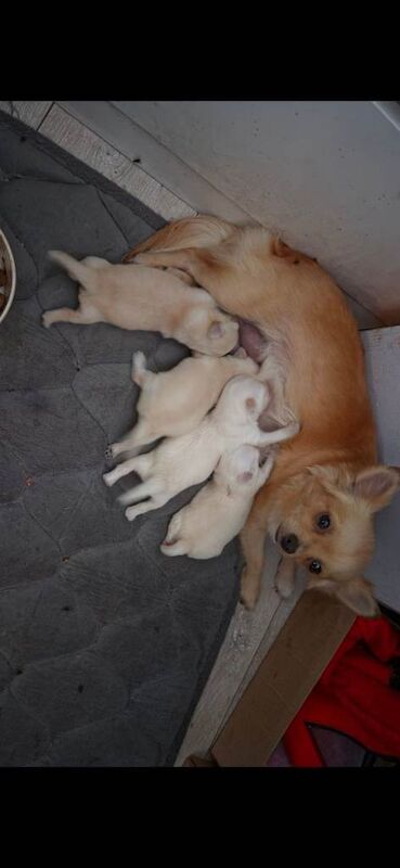 Chihuahua pup