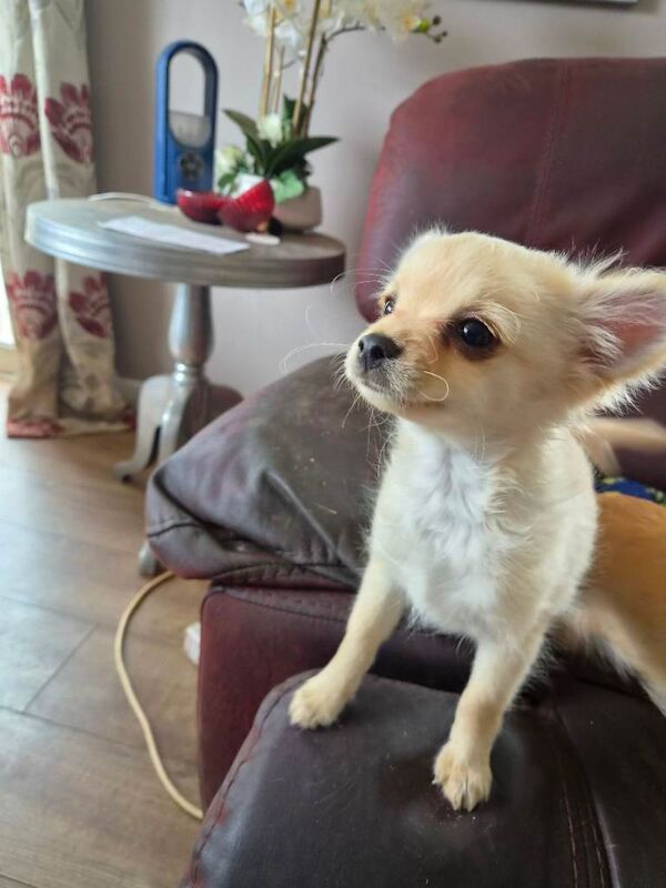 Chihuahua pup - Image 2 of 3