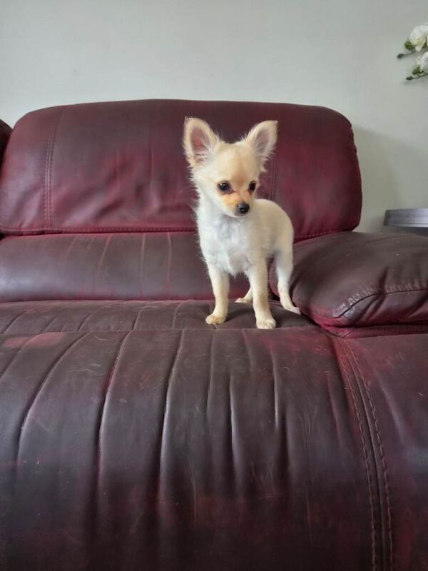 Chihuahua pup - Image 3 of 3
