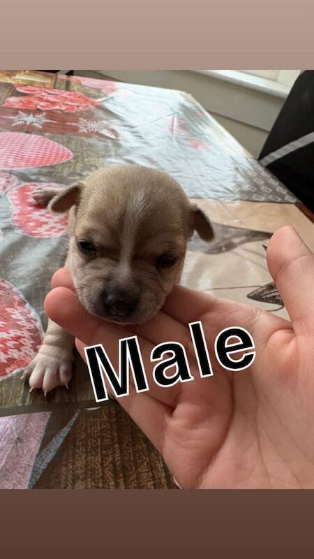 Chihuahua pup for sale