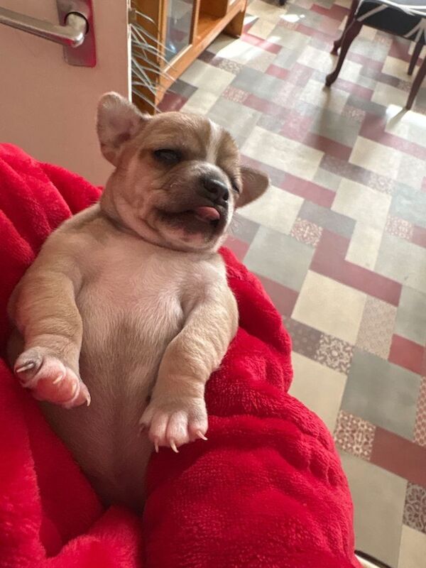 Chihuahua pup for sale - Image 2 of 2