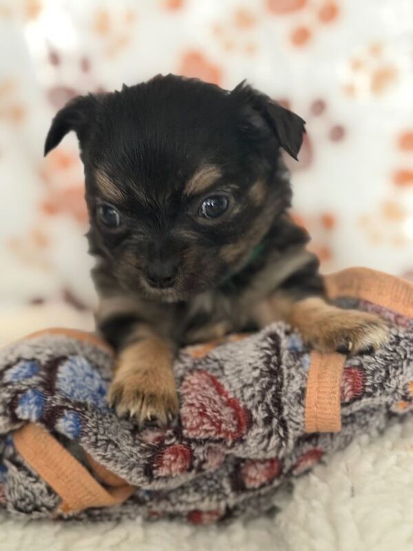 Chihuahua pup male