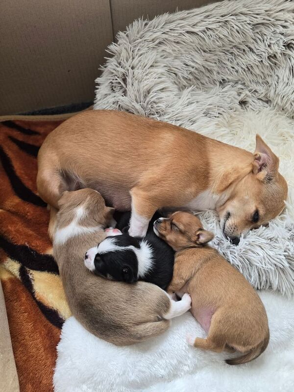 Chihuahua puppies for sale in Portadown, County Armagh – 3 weeks old