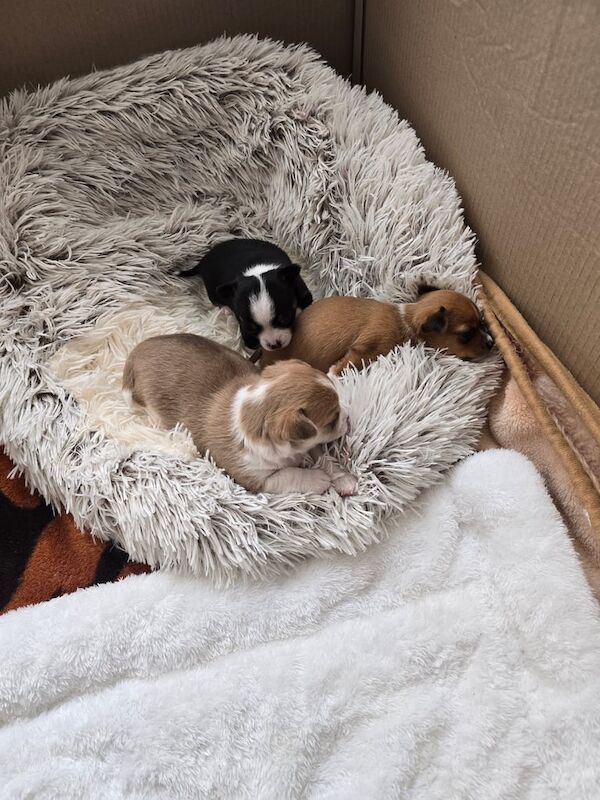 Chihuahua puppies for sale in Portadown, County Armagh – 9 weeks old - Image 2 of 3