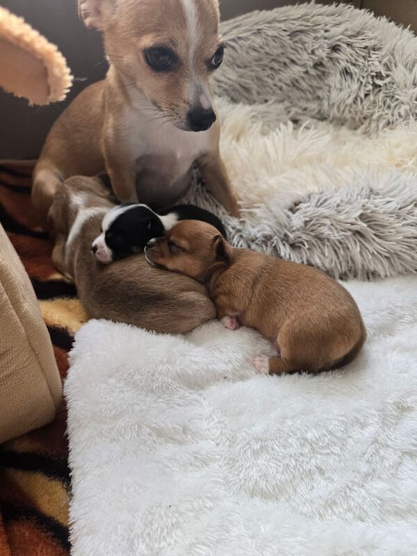 Chihuahua puppies for sale in Portadown, County Armagh – 9 weeks old - Image 3 of 3