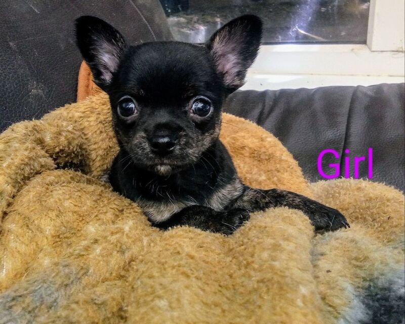 Chihuahua puppies for sale in Wisbech, Cambridgeshire – 7 weeks old